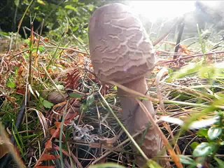 Superadobe Root Cellar + Ecodome