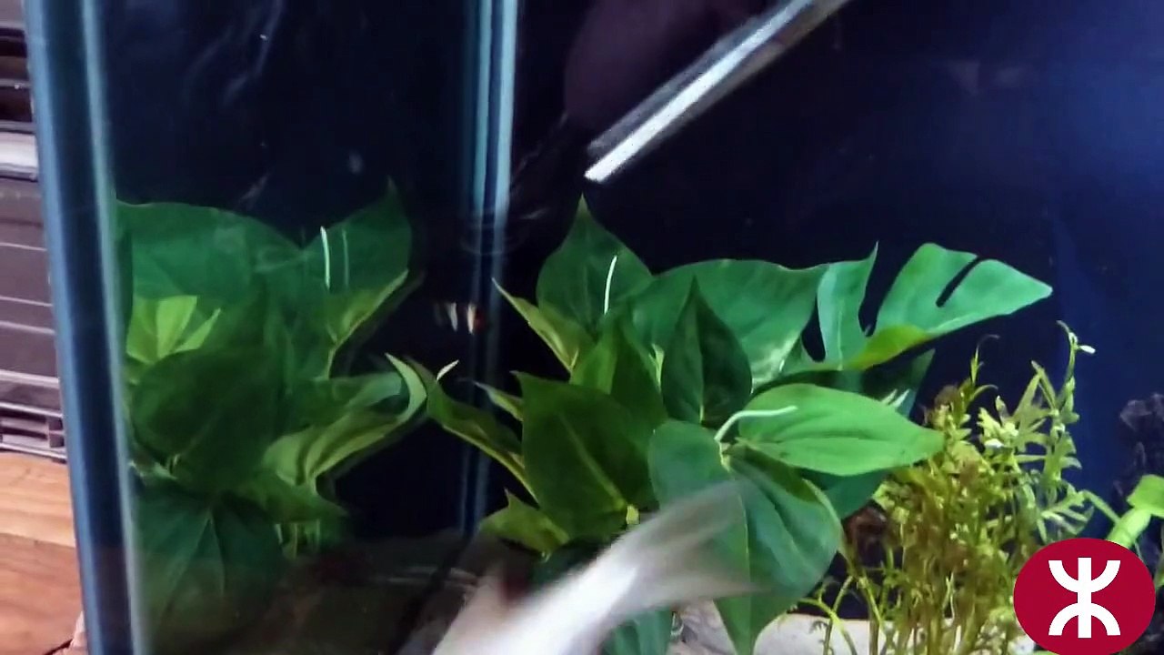 Un poisson-chat ogre avale un poisson 2015