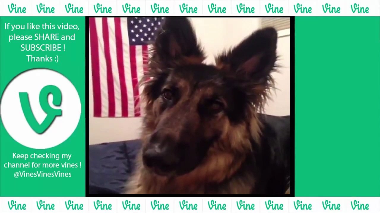 NEW  German Shepherd Dog Best Funny Vines Compilation 2015    GSD Are AMAZING !!