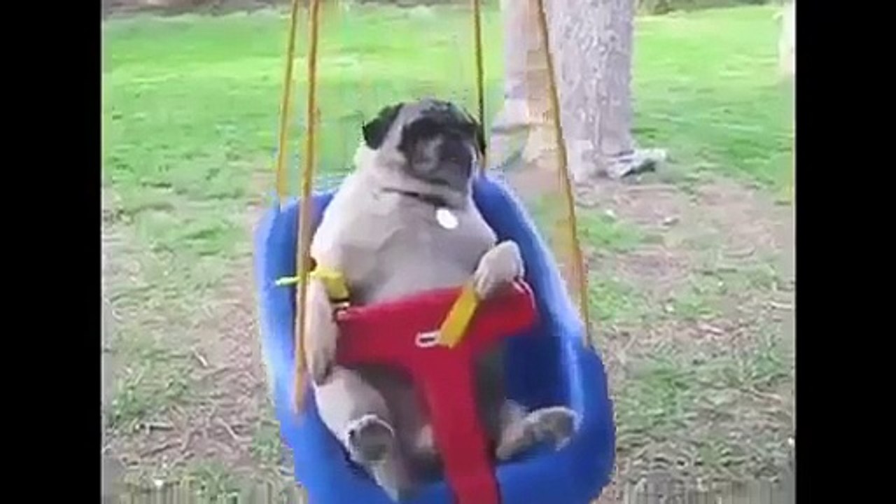 Funny animals Funny dogs 2015 Funny cats 2015 Best funny dog vines compilation 2015