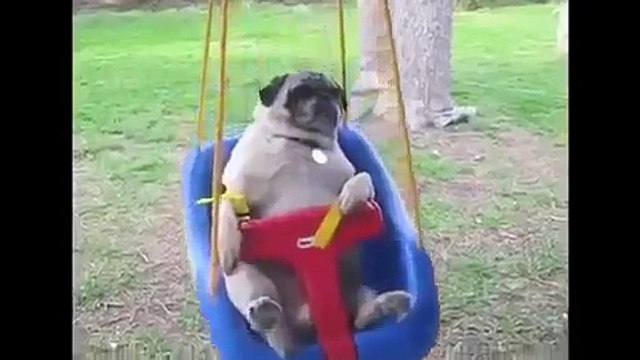Funny animals Funny dogs 2015 Funny cats 2015 Best funny dog vines compilation 2015