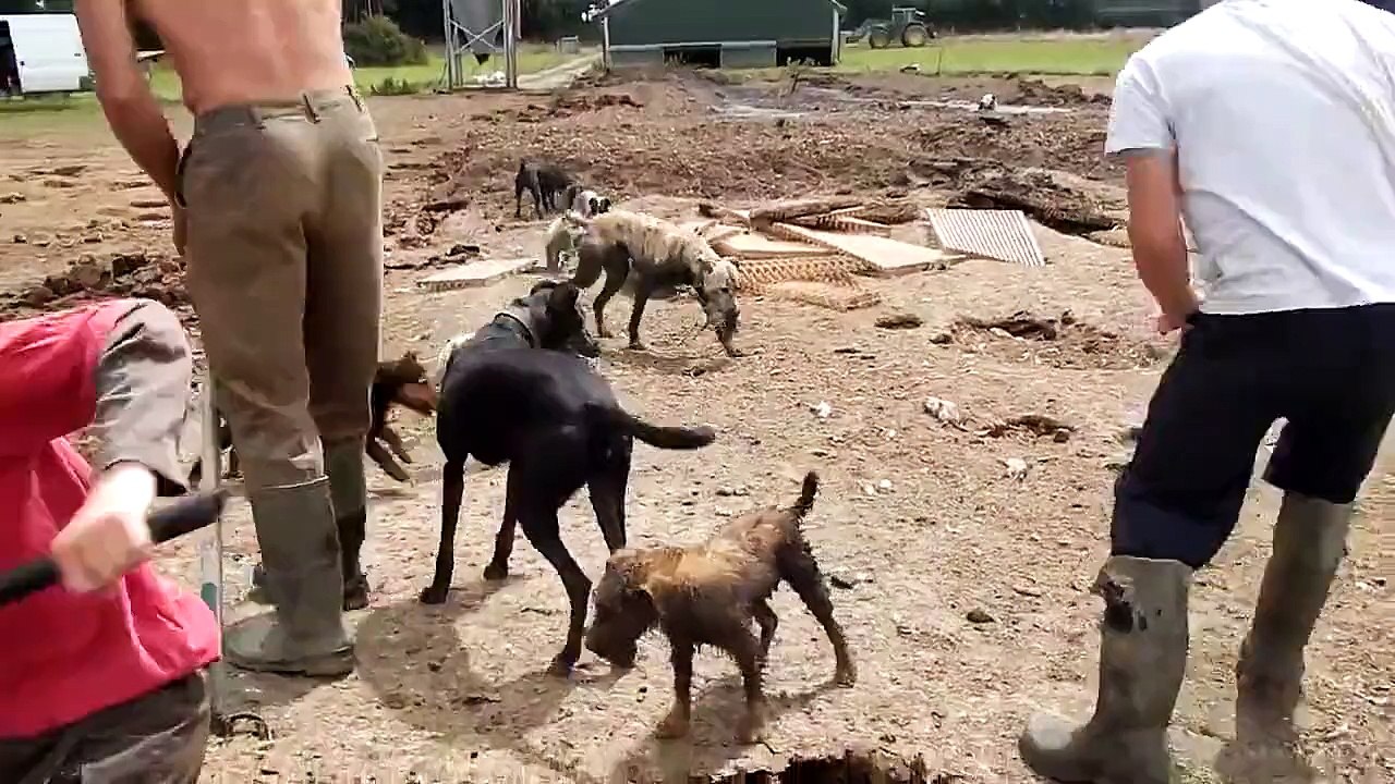 Exterminer des rats dans un champs avec des chiens