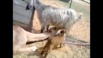 Goat breastfeeding a camel...