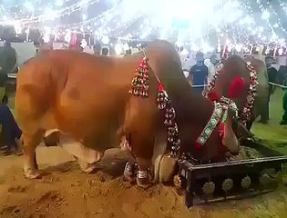 قربانی کے لیے کیسا ھے اور اس کی قمیت کیا ھوگی