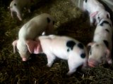 Gloucester Old Spot Piglets Playing