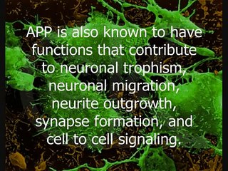 Amyloid Precursor Protein [Alzheimer's Disease]