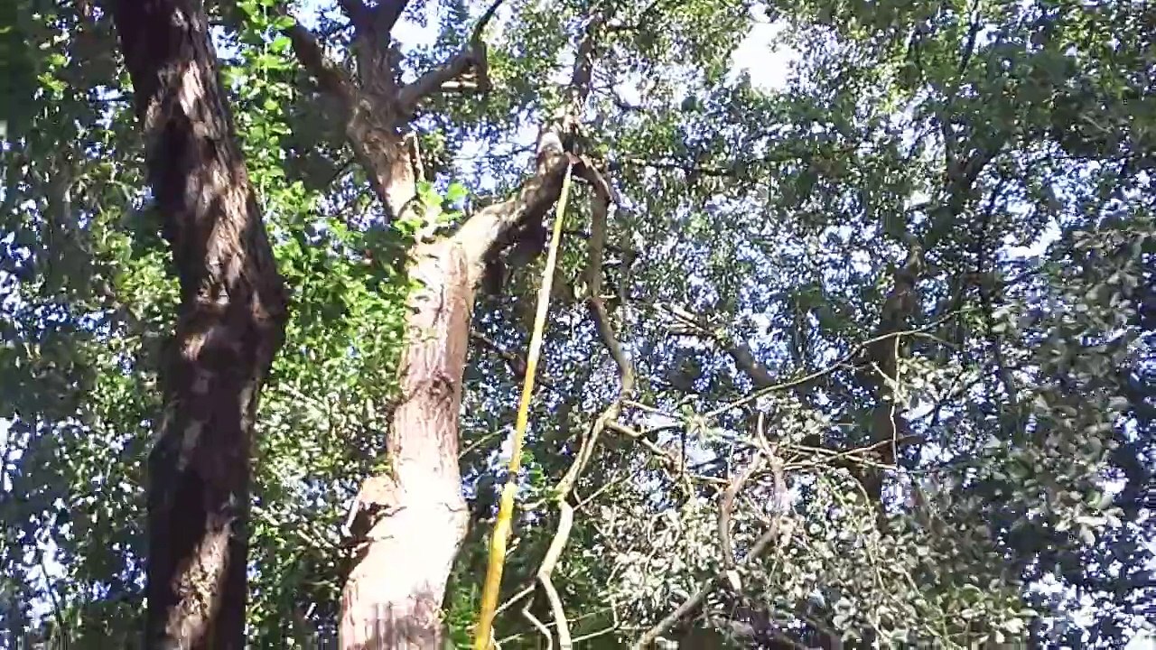 The Crazy Evers Brothers  Baumpflege