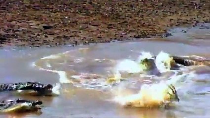 World's Deadliest  Crocodile Attack!
