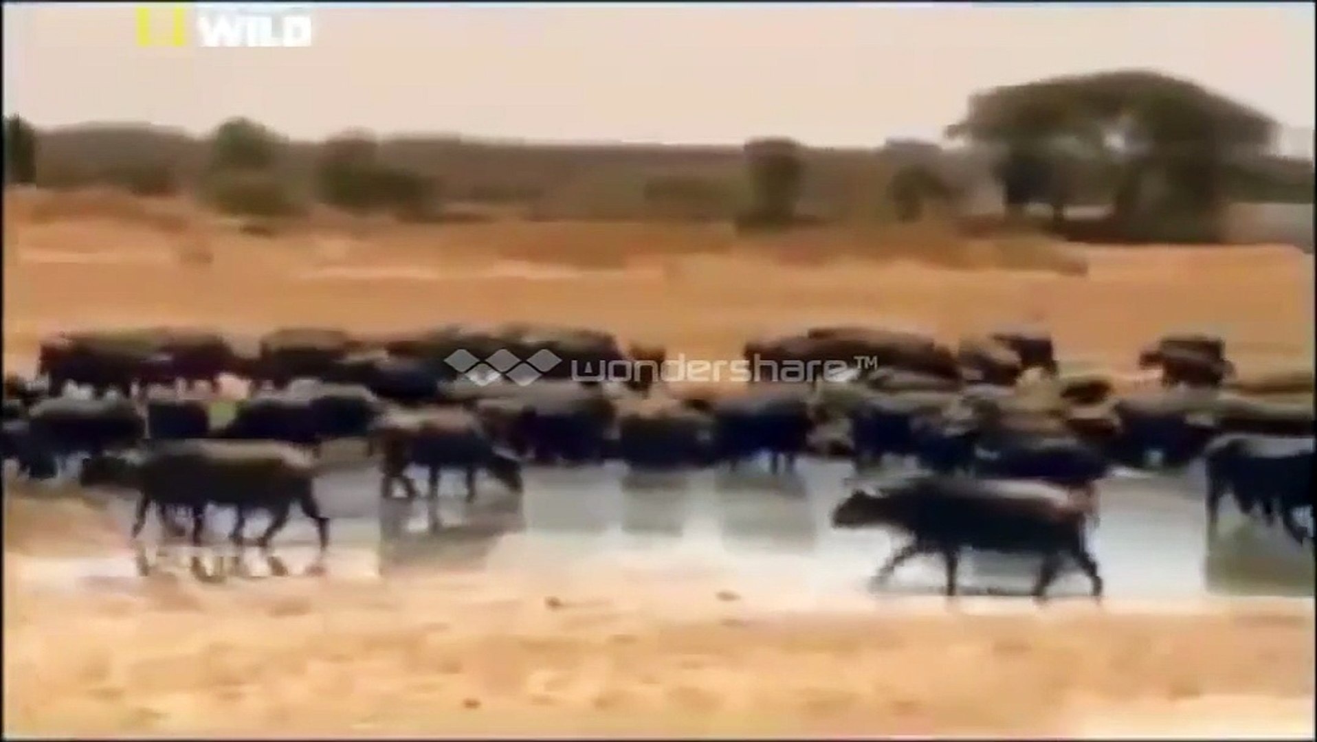 ⁣Animals for into visit , Animal Documentary  , Animals National Geographic