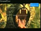Animals​​​ National Geographic - Leopard Queen (FULL DOCUMENTARY) ​