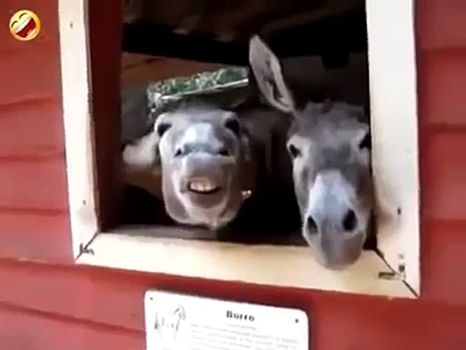Funny Laughing Donkey