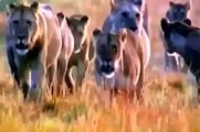 National Geographic Wild 2015 The Snow Leopard Attacks Full Documentary HD