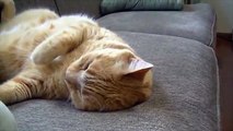 Cute cat videos - Cute cat - Funny cats - Funny videos
