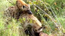 Hyänen Paarung - Paarung Hyänen | Tiere Paarung 2015