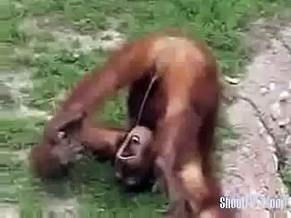 Affe pinkelt ... CRAZY!!!!