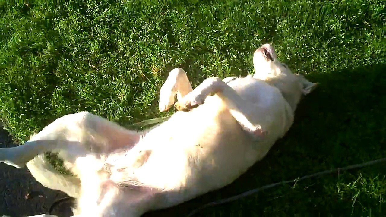 Cute Puppy Has A Seizure