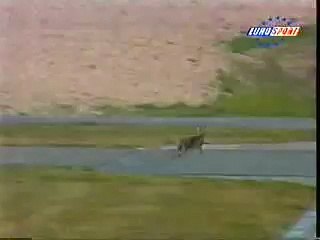 Rabbit hit by race car