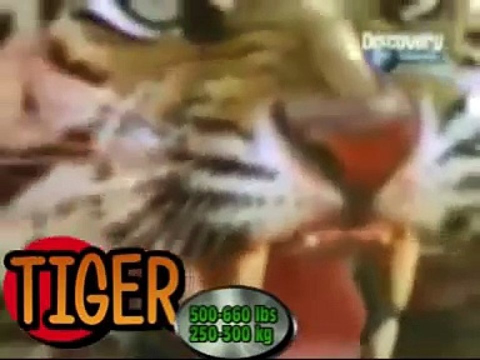 ANIMAL VS ANIMAL : ANIMAL TOURNAMENT ( TIGER VS PHYTON VS LEOPARD )