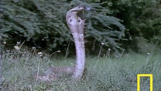 Cobra VS Mongoose