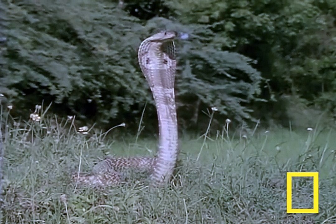 Cobra VS Mongoose