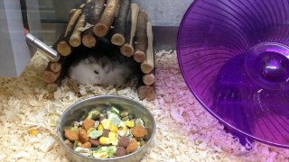 Getting a New Hamster! | Vlog