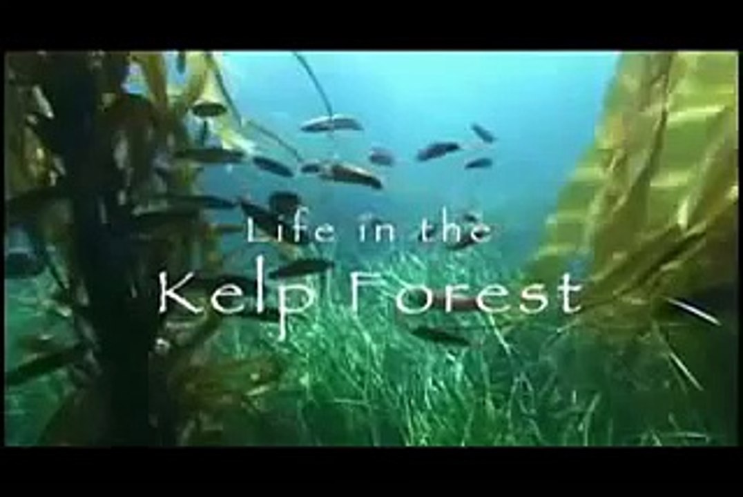 Life In The Kelp Forest