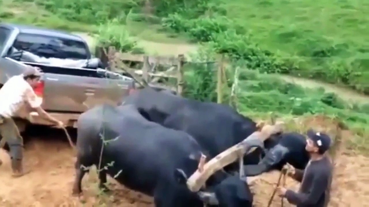 Indian Funny Videos Compilation 2015   Indian Whatsapp Videos   Videos De Risa 2015