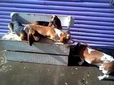 My beloved basset hounds