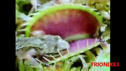 PLANTAS CARNIVORAS REALES, increibles y espectaculares plantas carnivoras, recopilacion
