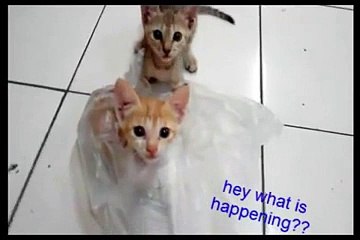 funny baby cat playing crazy