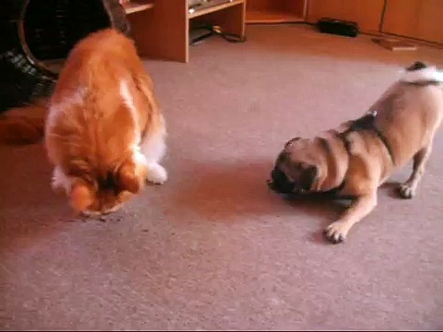 ⁣Mainecoon steals Pug Puppys Treat