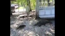 Кот против крокодила ! Приколы! смешные коты смешные животные! / fun! funny animals! funny cats