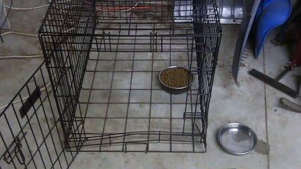 Champ abused dog evaluation first 24 hours part 2