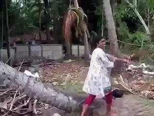 Lady Trying TO Go to top of A tree in kerala