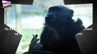 Funny Smoking Chimpanzee In Chinese zoo