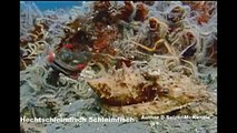 Hechtschleimfisch Schleimfisch Fisch Tiere Animals SelMckenzie Selzer-McKenzie