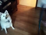 American Eskimo Dog Niko does some cute tricks