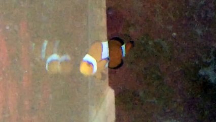 Nemo (Finding Nemo)