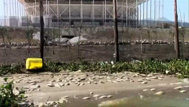 A un an des JO de Rio, des centaines de poissons retrouvés morts près du parc olympique