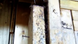 How to fix Termite Damage in homes 770-889-0954