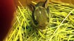 Baby Cottontail Rabbit my dog found