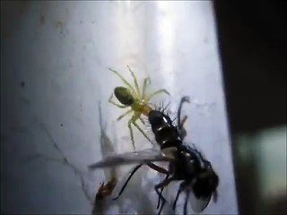 Spider vs Fly -  Spinne gegen Fliege