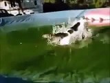 FUNNY ANIMALS - NEW FUNNY GIFS AND HILARIOUS CLIPS
