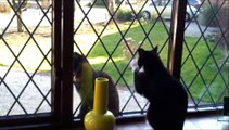 Funny Cat Tries To Attack Sister Through A Window (and Fails!)