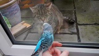 Budgie Outsmarts Cat!