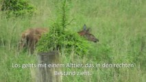 Jagd im Juni - Sommerjagd auf Rotwild Teil 1