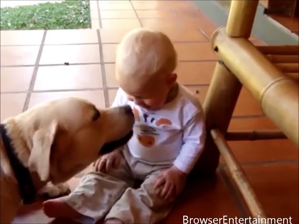 Baby and Dog Funny Video _ Funny babies annoying dogs - Cute dog & baby compilation