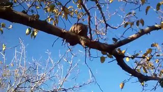 Chicken in a tree.