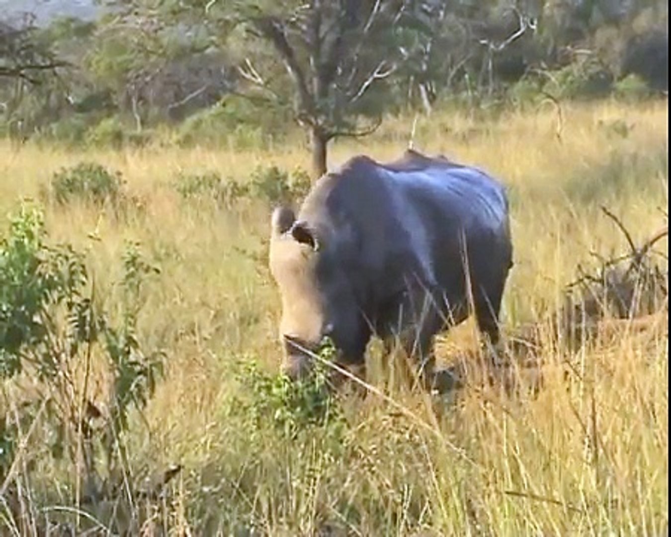 Southern African Mammals: White Rhino Antics