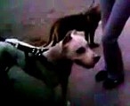 Pit Bull,Dogo argentino...
